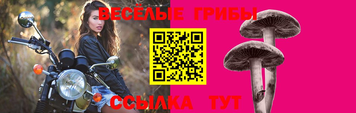 Псилоцибиновые грибы Psilocybe Вольск